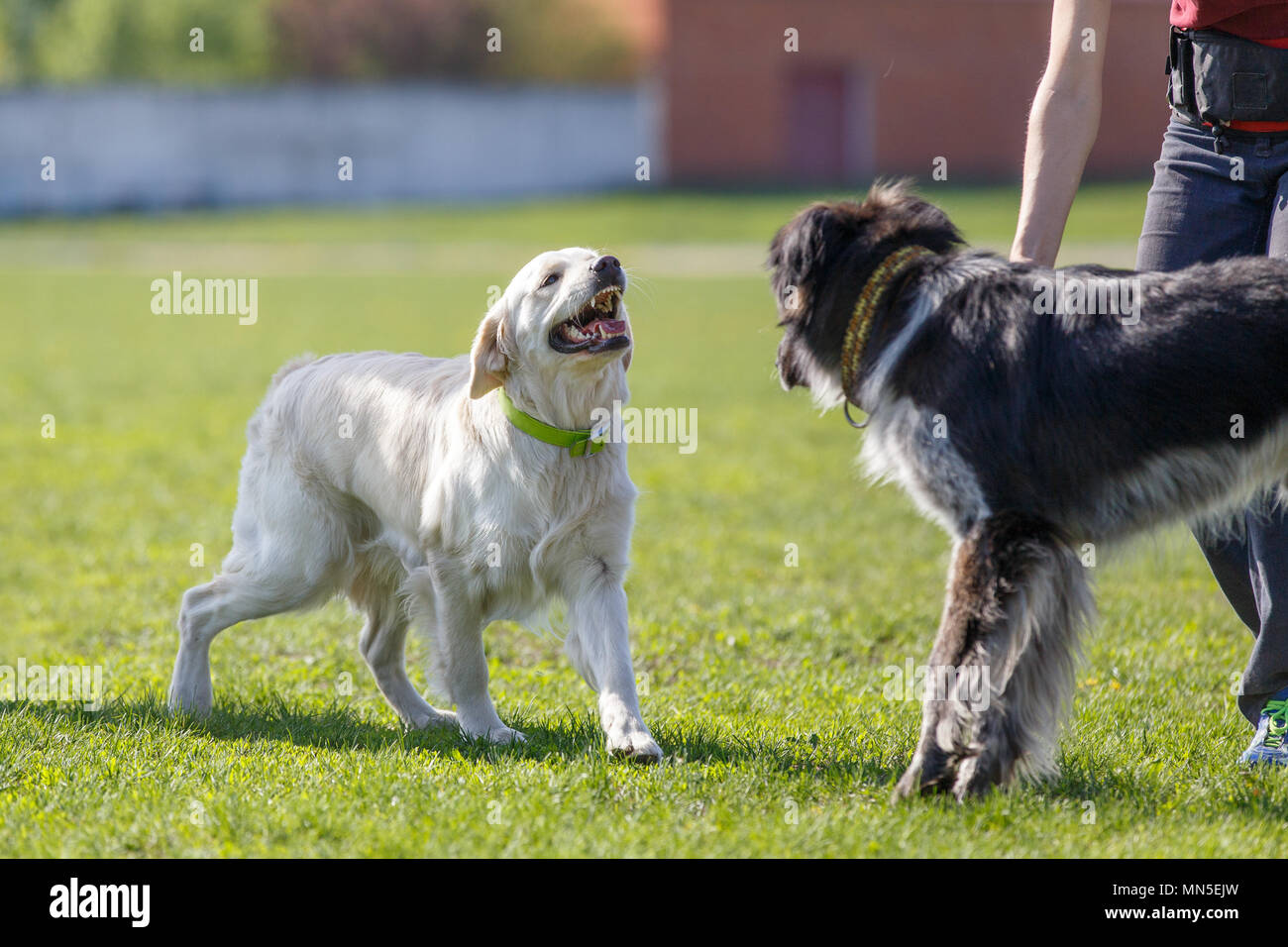 Labrador retriever barking with mixed breed dog in the park Stock Photo