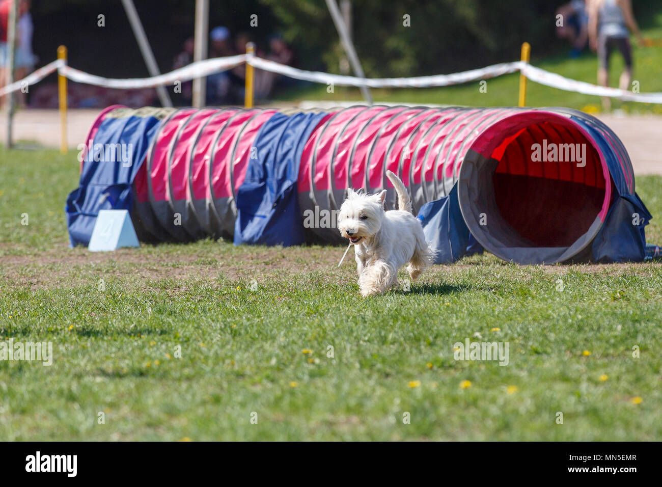 White terrier running out from tunnel on its course in agility trial