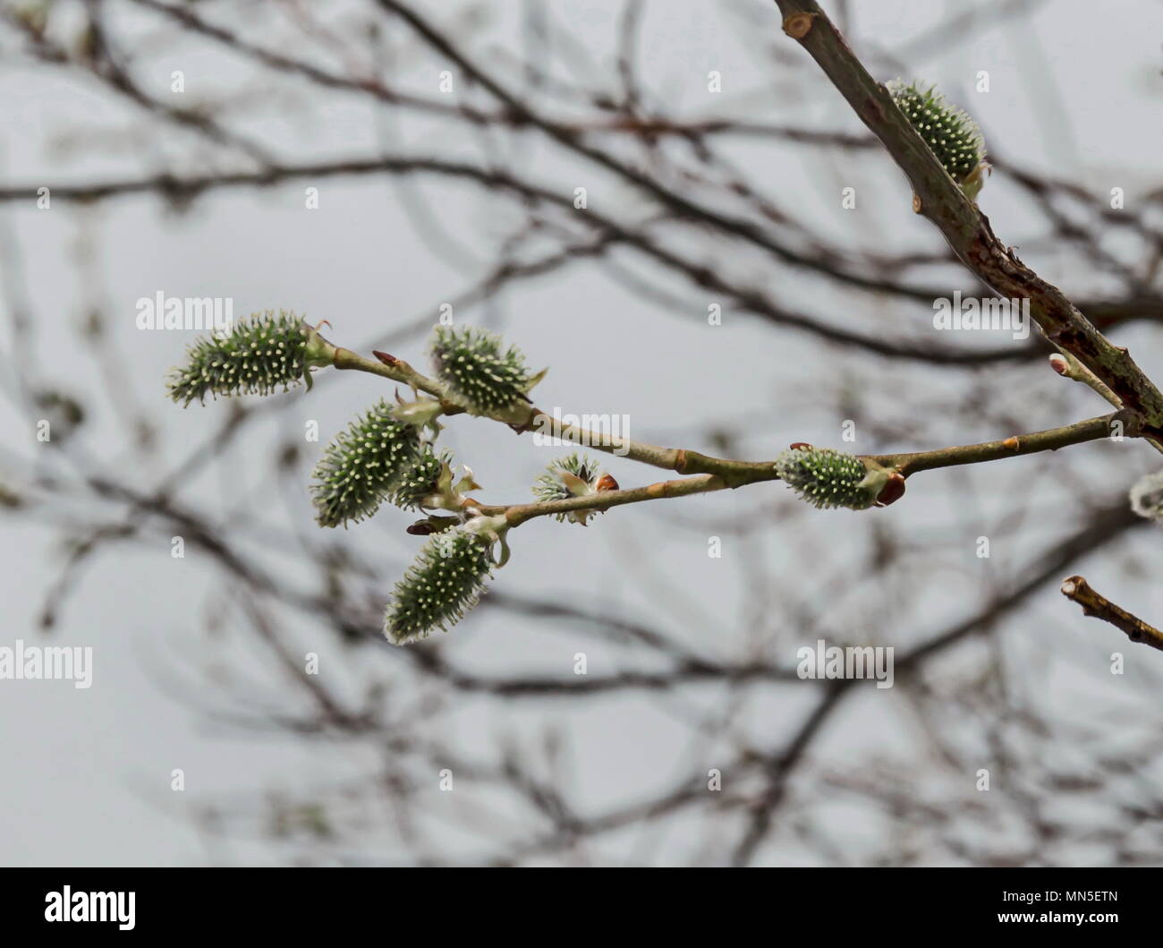 Close up and Selective focus of branch willow or salix caprea with buds blossoming in early spring, Plana mountain, Bulgaria Stock Photo