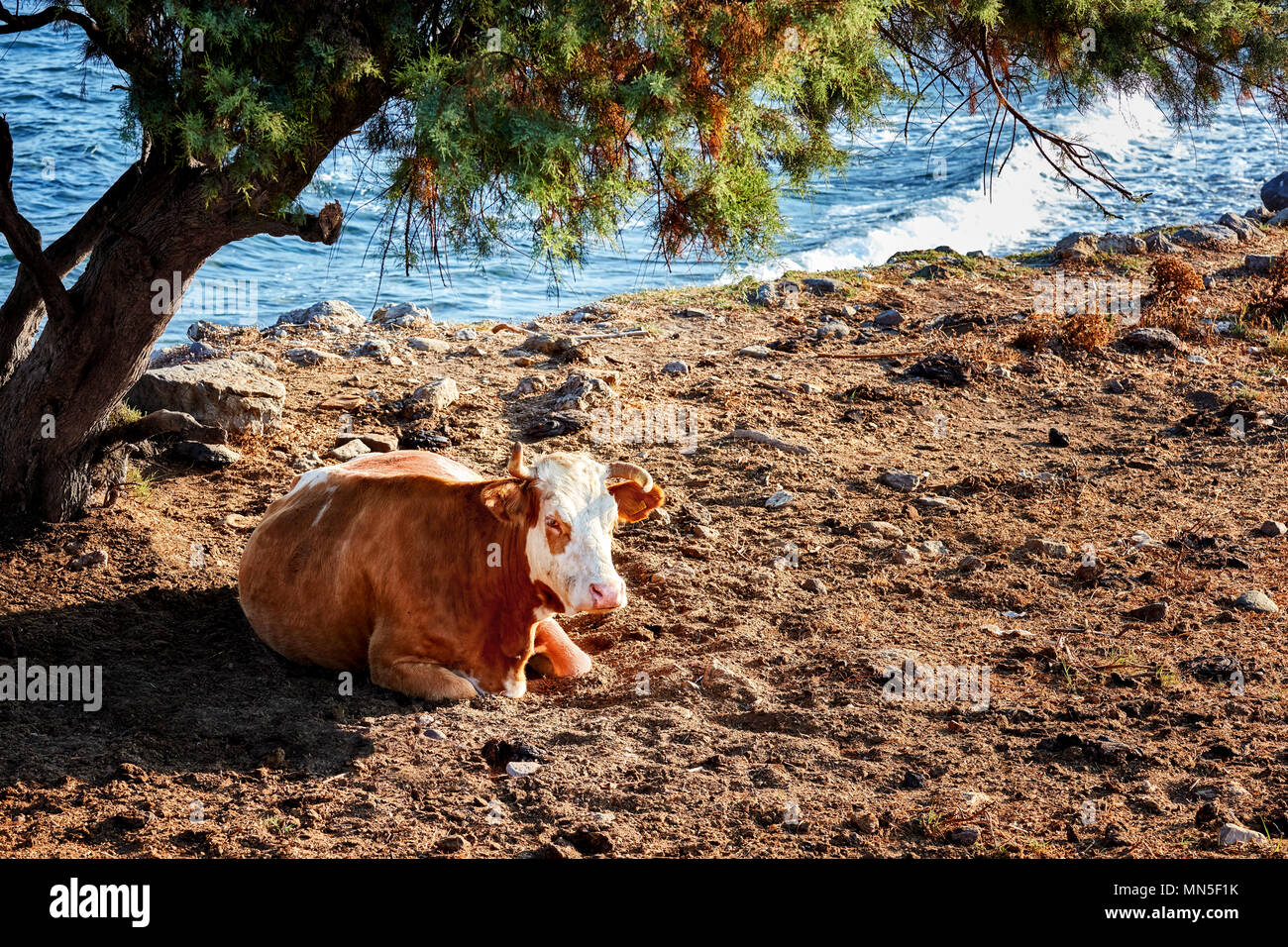 A beautiful and healthy white-brown cow sitting and resting under a tree on a dirt-surface near the seaside in a rural area. Stock Photo