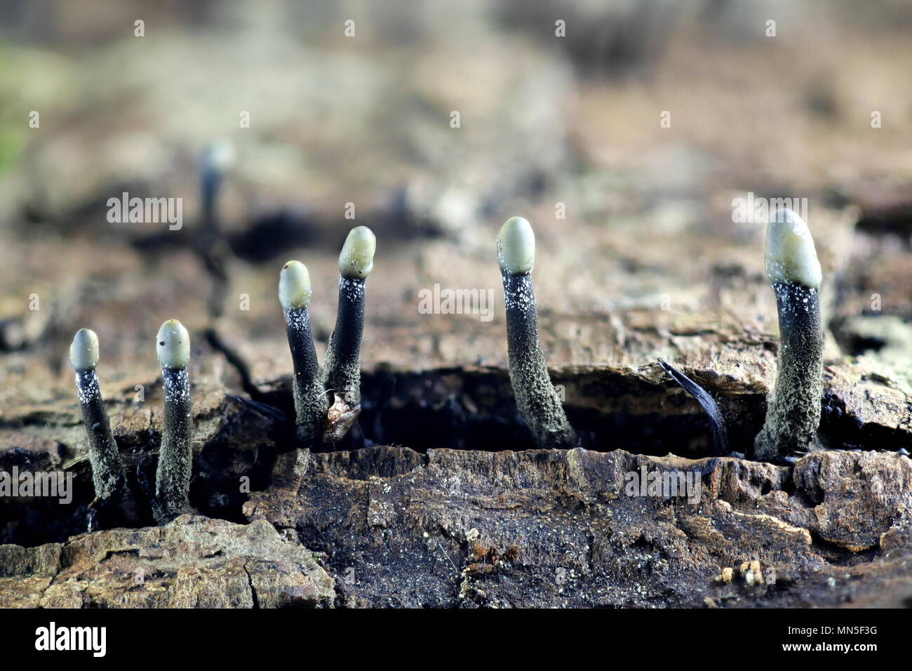 Tilia fungus, Holwaya mucida. This is the asexual reproductive stage ...