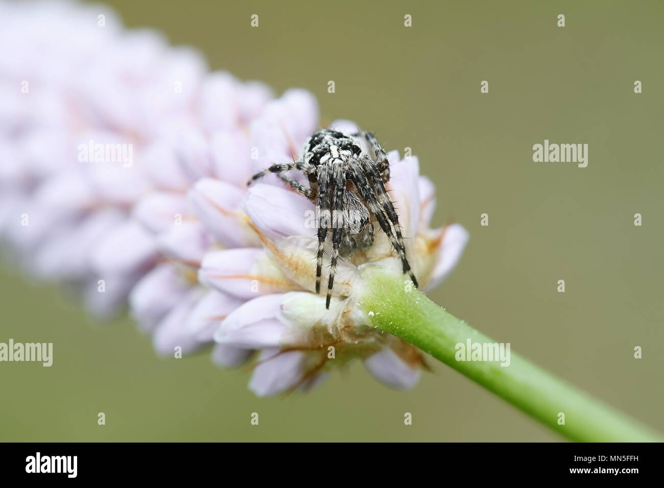 European garden spider,  Araneus diadematus, also  known as diadem spider, cross spider and crowned  orb wever Stock Photo