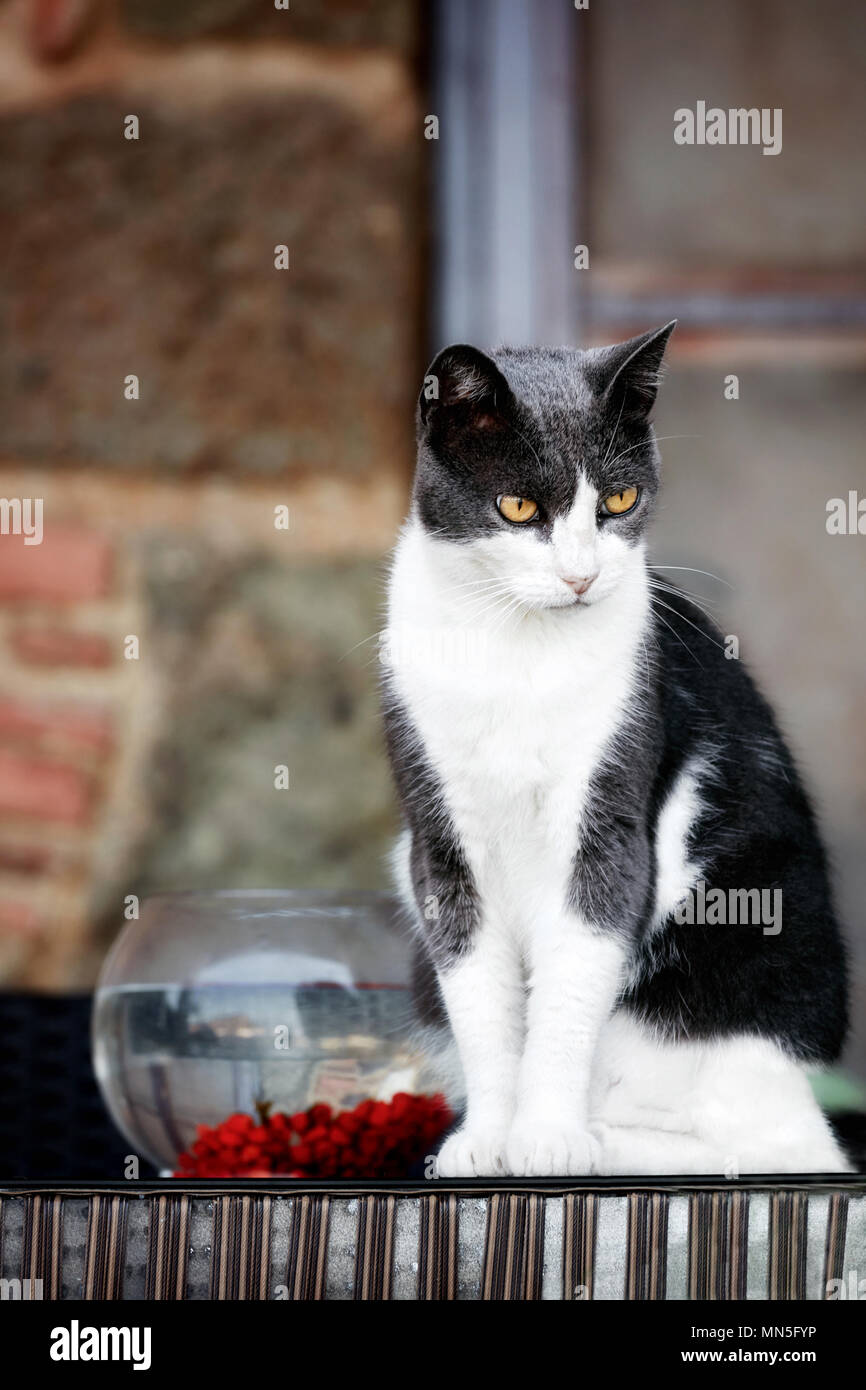 Beautiful black and white furry cat with a tense look sitting near a fishbowl Stock Photo