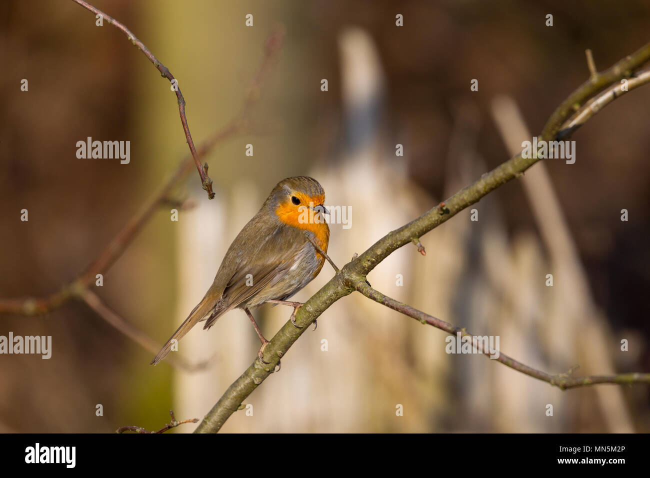 European robin (Erithacus rubecula) in the forest in spring in Bad Nauheim near Frankfurt, Germany. Stock Photo