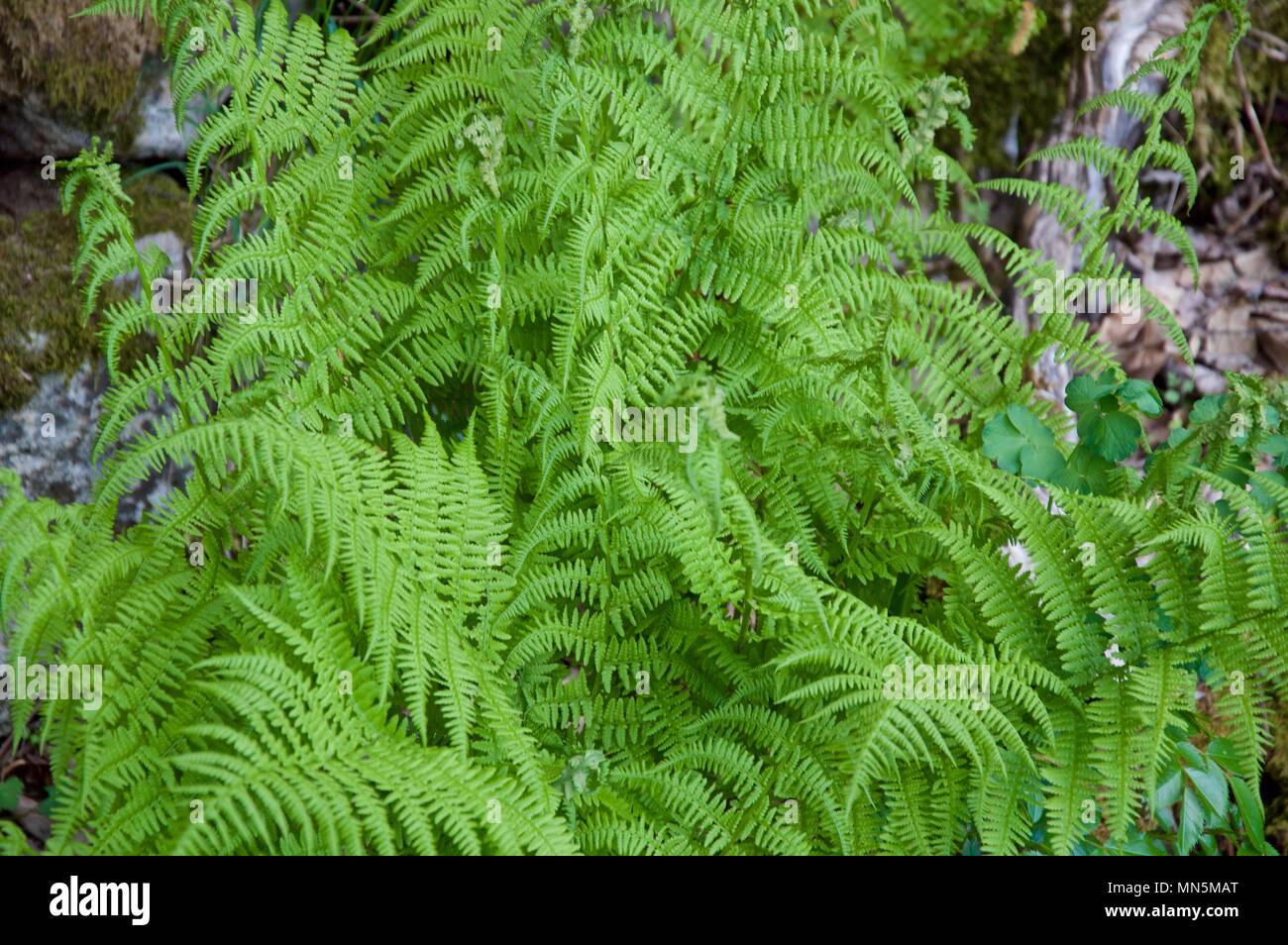 Groups of ferns in the mountains in the afternoon Stock Photo