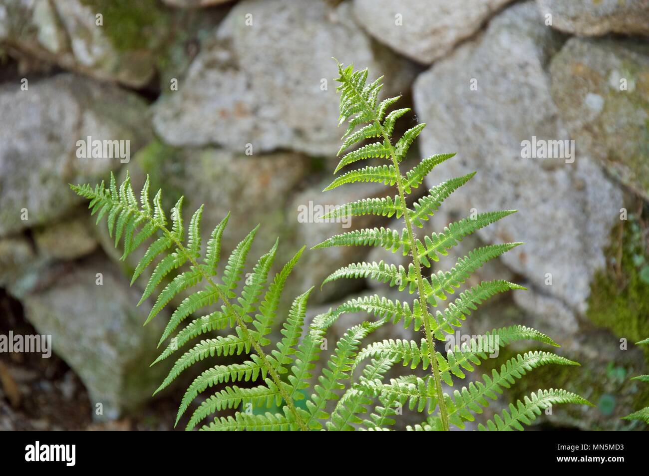 Groups of ferns in the mountains in the afternoon Stock Photo