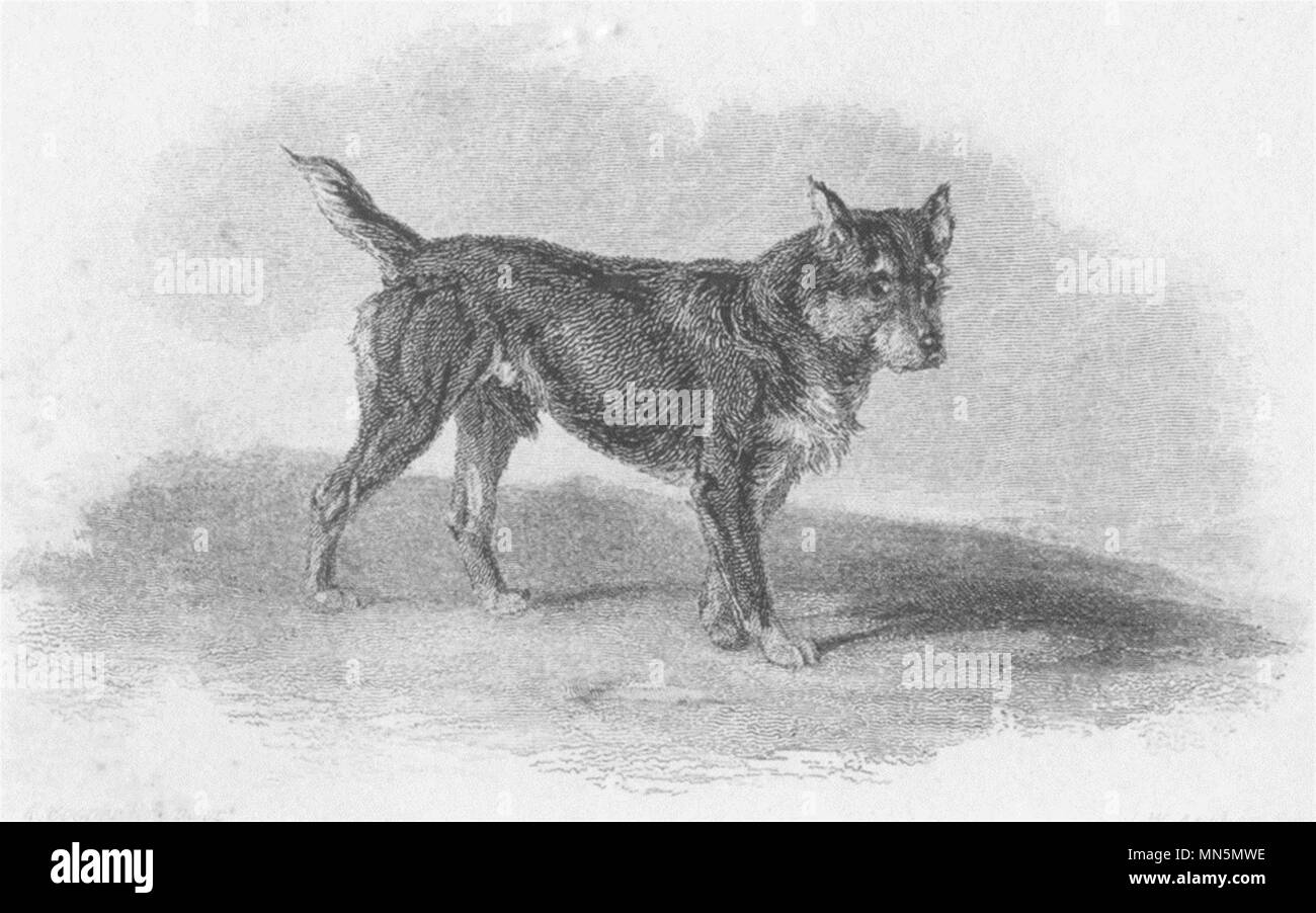 DOGS. Terrier Black and Tan (Edward Jesse) 1888 old antique print picture Stock Photo