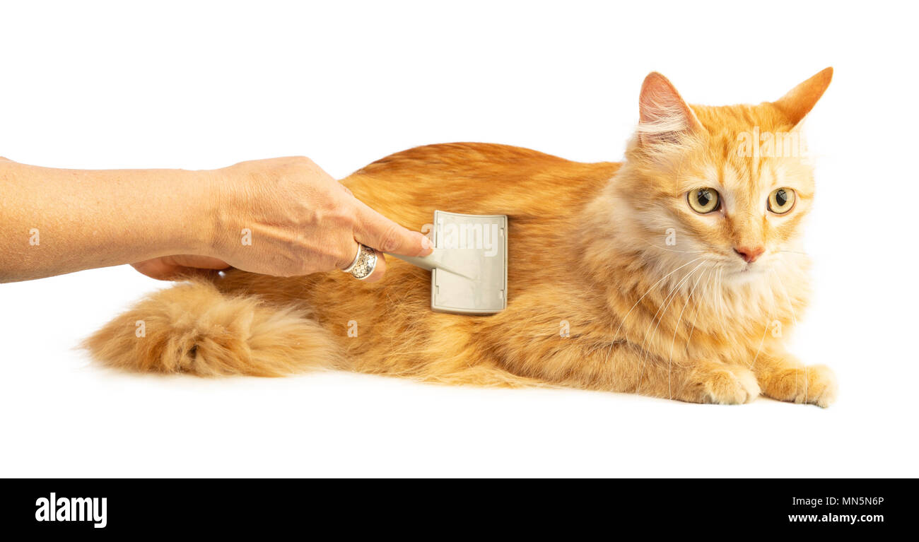 Longhaired red cat being brushed against a white background Stock