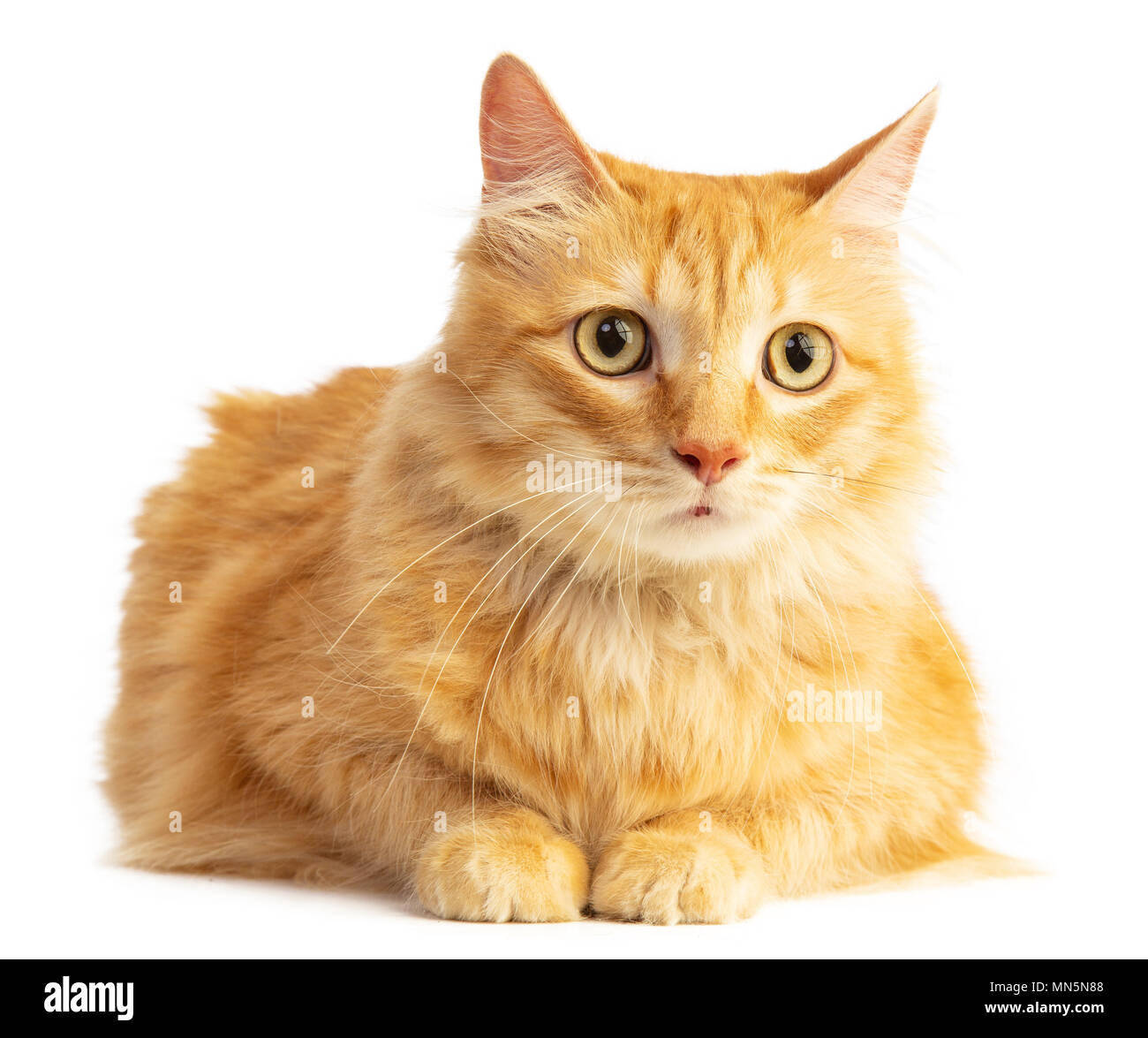 Long Haired Red Haired Cat Looking Ahead With Orange Eyes On A