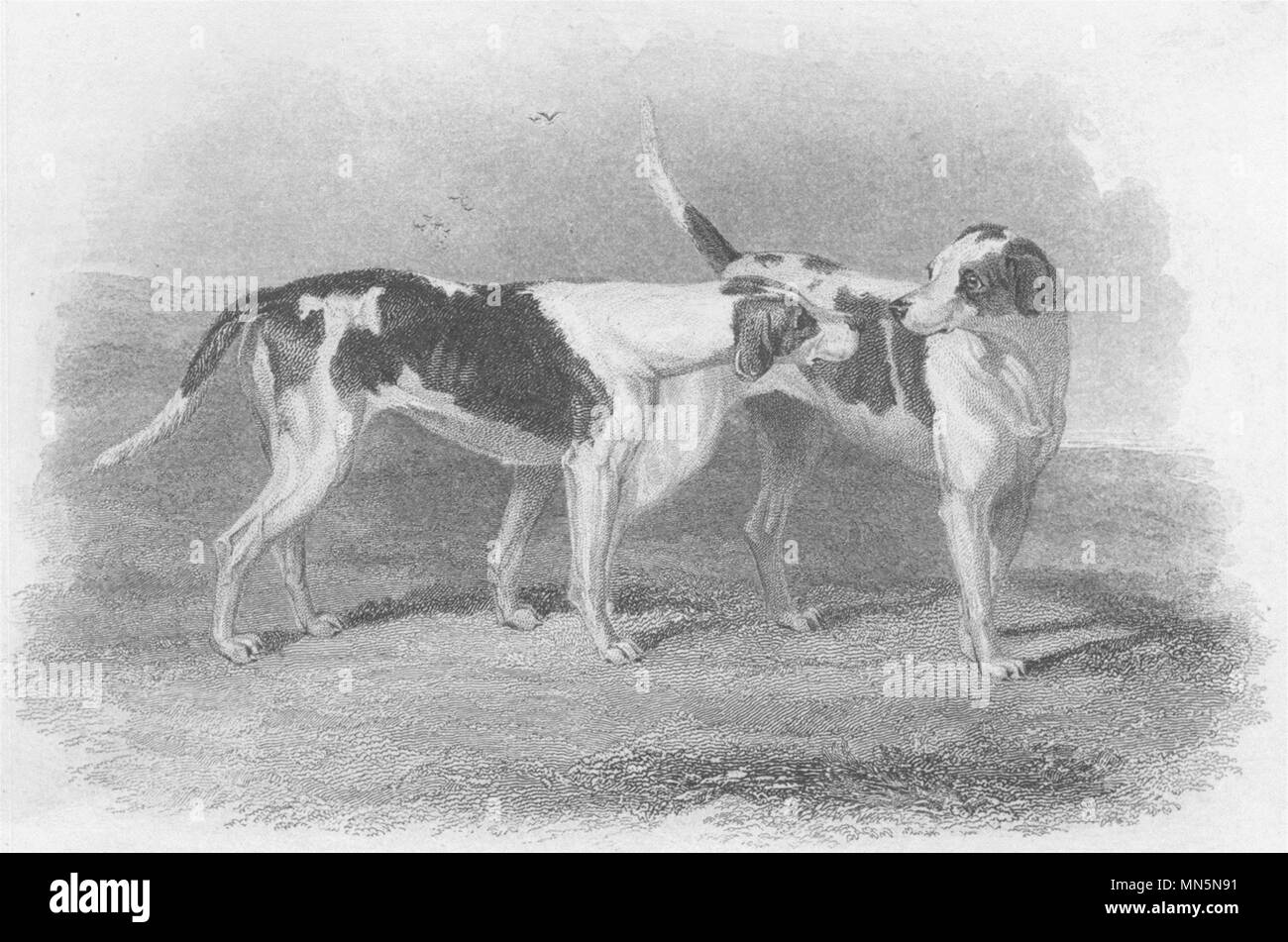 DOGS. Fox Hounds. 'Bachelor & Blunder'. (Edward Jesse) 1888 old antique print Stock Photo