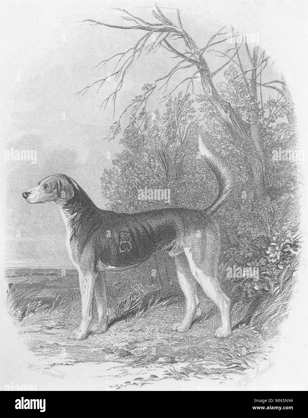 DOGS. Fox Hounds (Foxhound) . Vignette (Edward Jesse) 1888 old antique print Stock Photo
