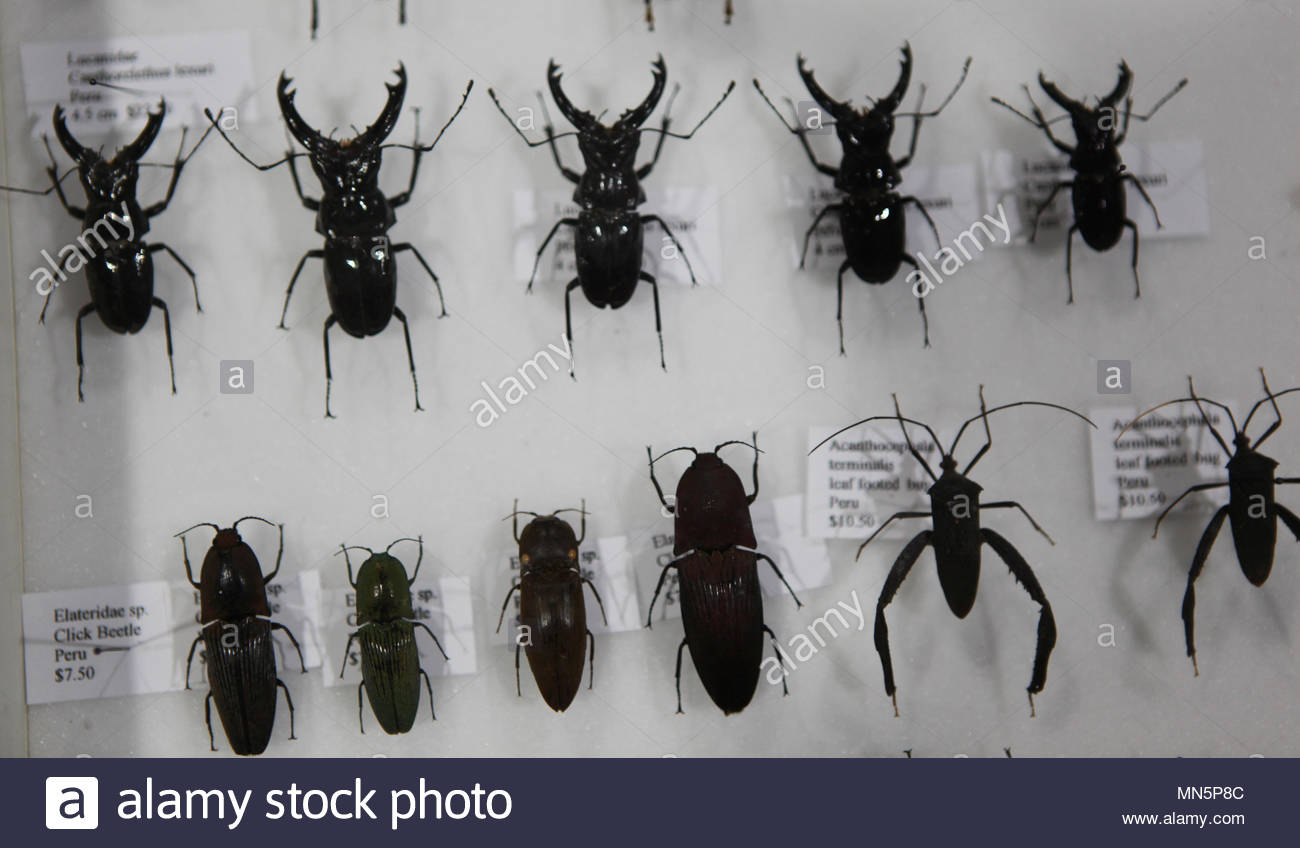 Exotic Beetles Stock Photos & Exotic Beetles Stock Images - Alamy