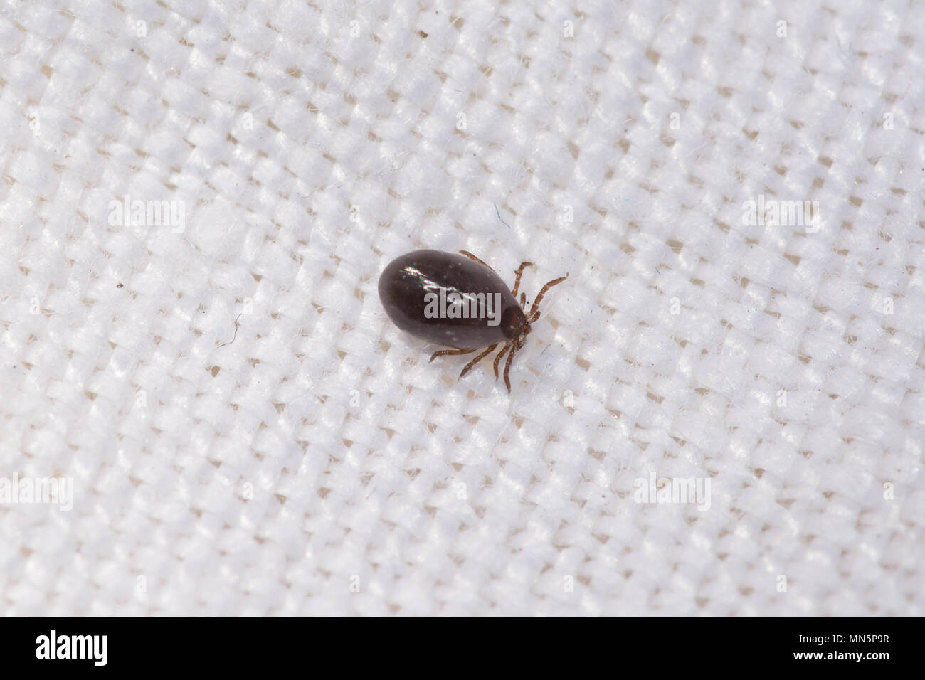 A parasitic tick on a white background. These arachnids can carry diseases such as lyme disease, which they transmit when they bite. Stock Photo