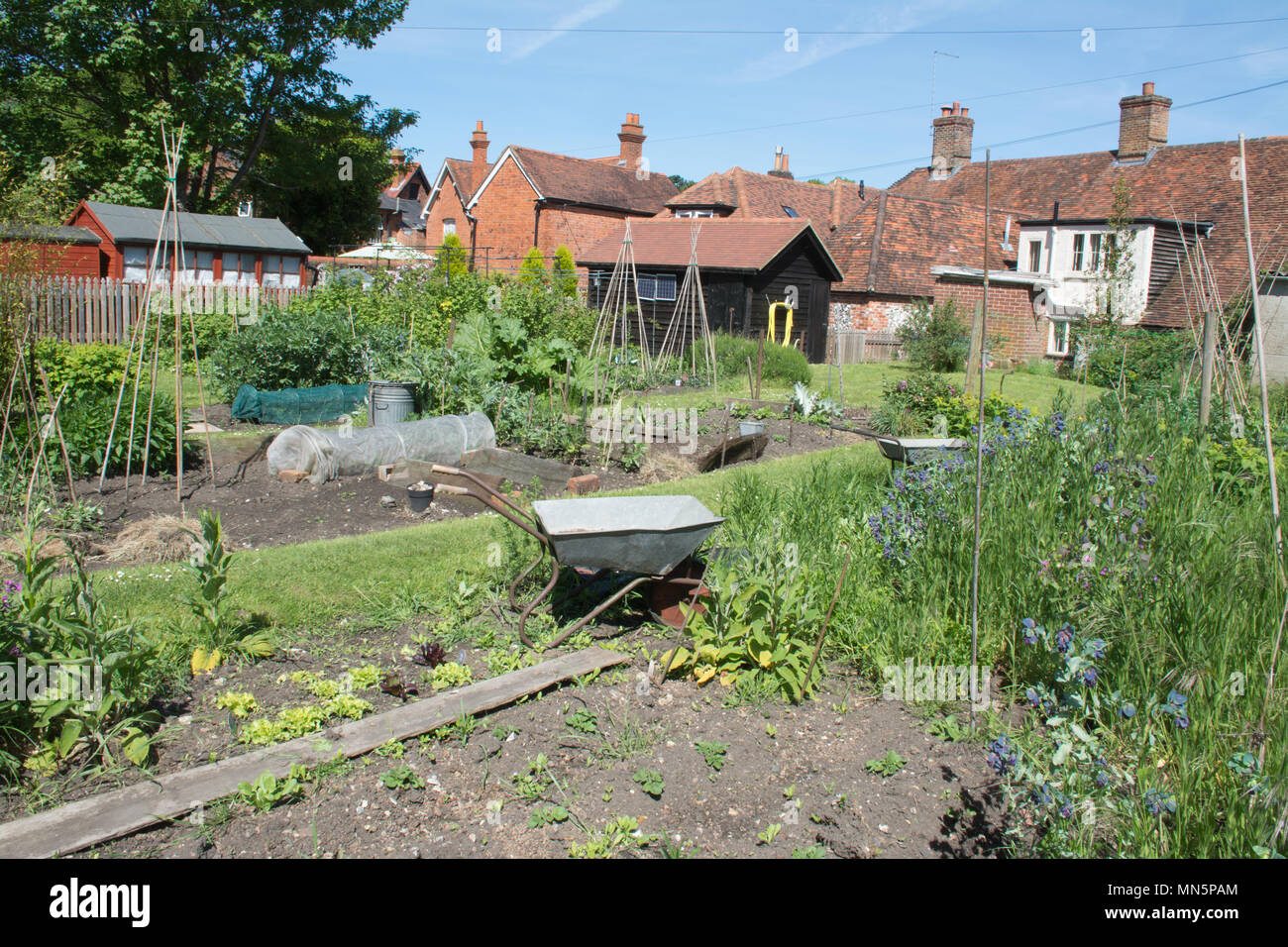 Village allotments at Goring-on-Thames in Oxfordshire, UK Stock Photo