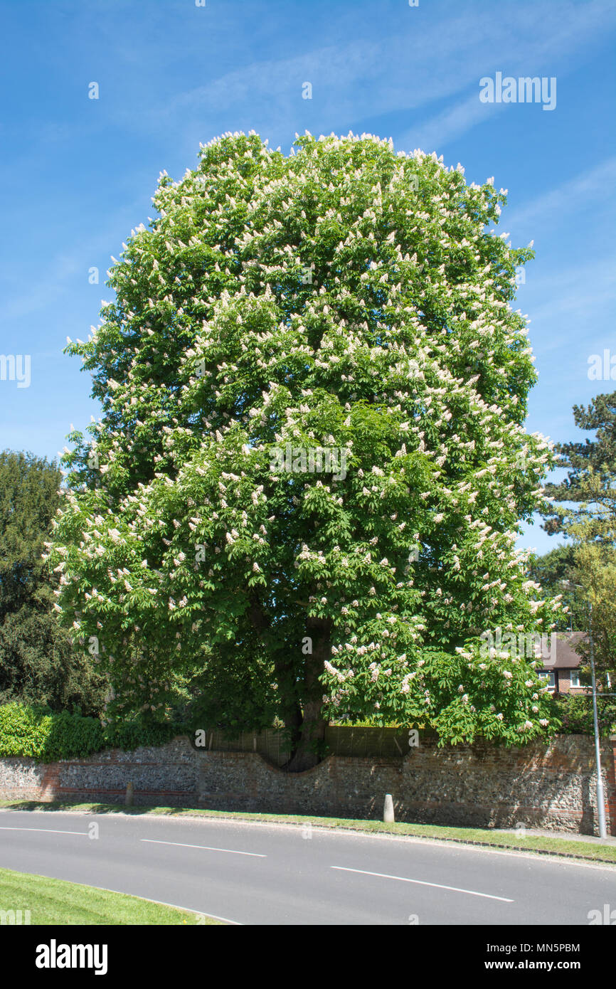 Large horse chestnut tree in flower during May at GoringonThames in