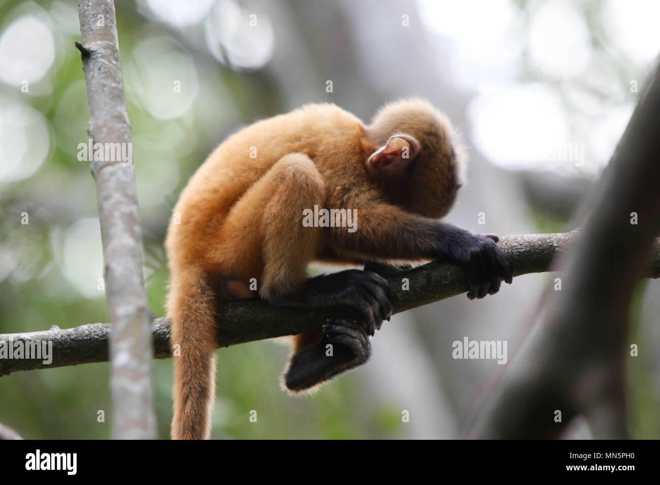 Baby Thai Monkey Stock Photo
