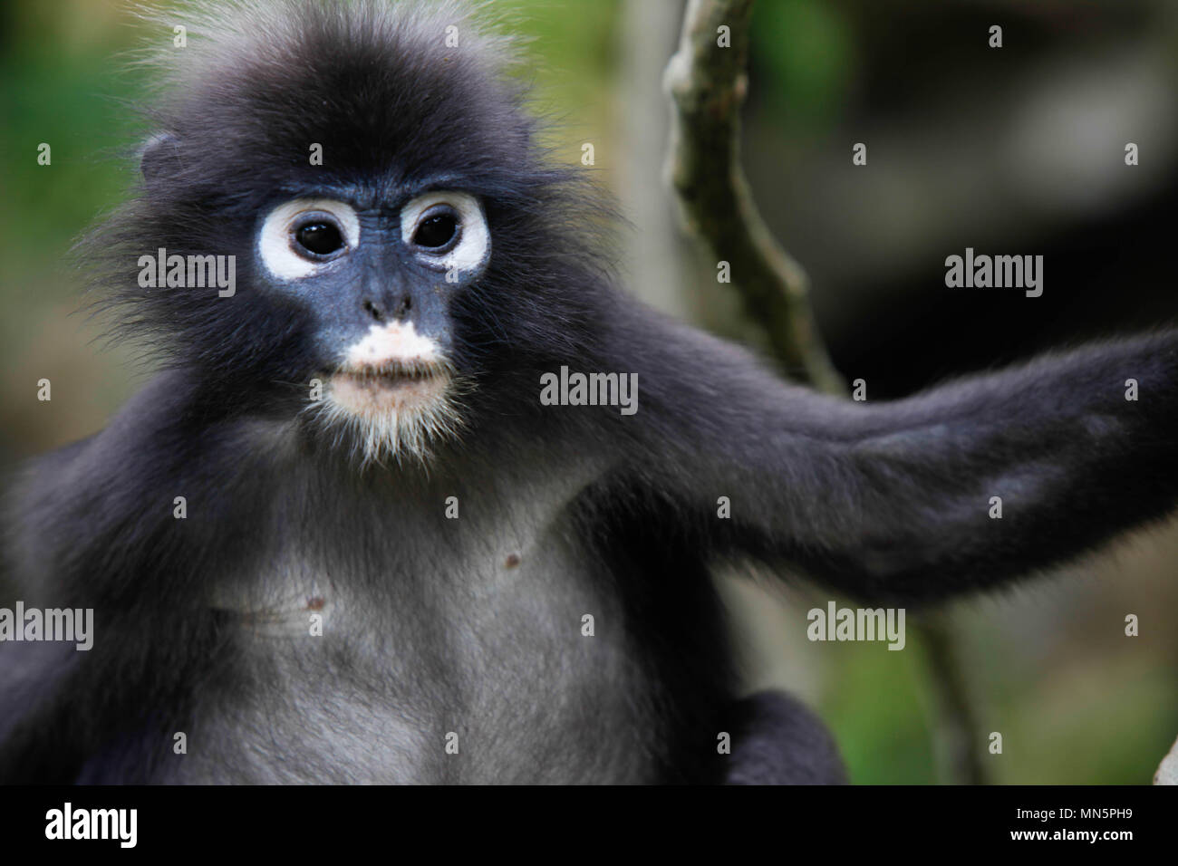 Thai black primate from Monkey Island of Thailand Stock Photo