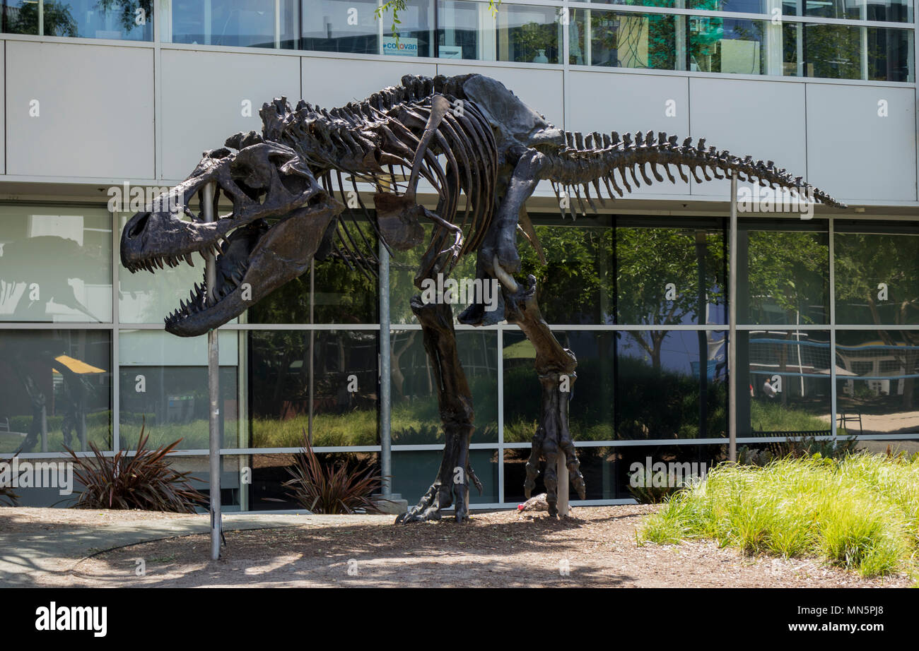 Mountain View, California, USA - April 30, 2018: Tyrannosaurus Rex skeleton at Google's Silicon Valley corporate headquarters, Mountain View, Northern Stock Photo