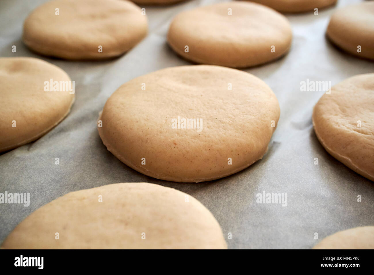 dough for english muffins cut and left to rise on greaseproof paper in a kitchen UK Stock Photo