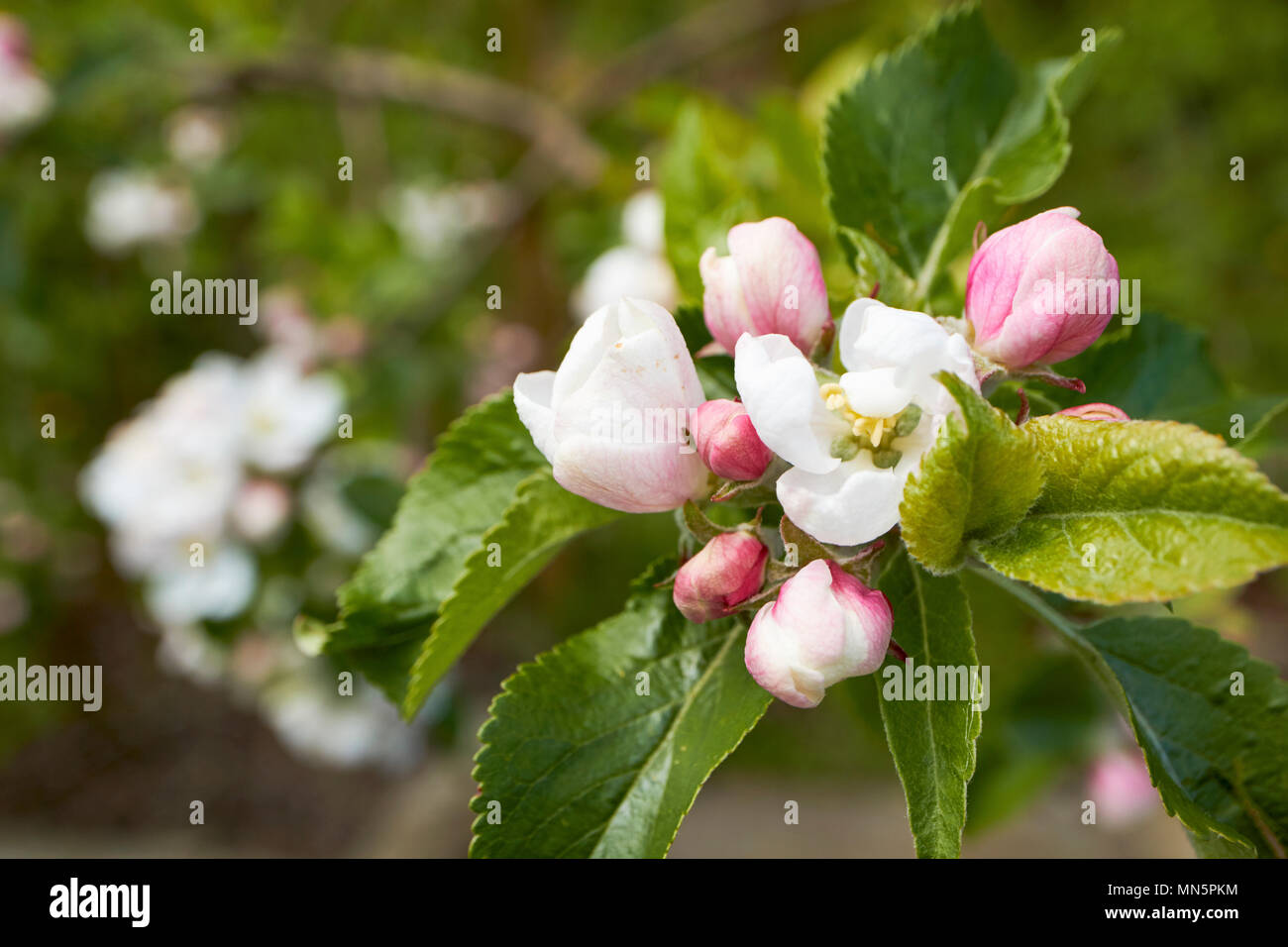 Discovery apple tree hi-res stock photography and images - Alamy