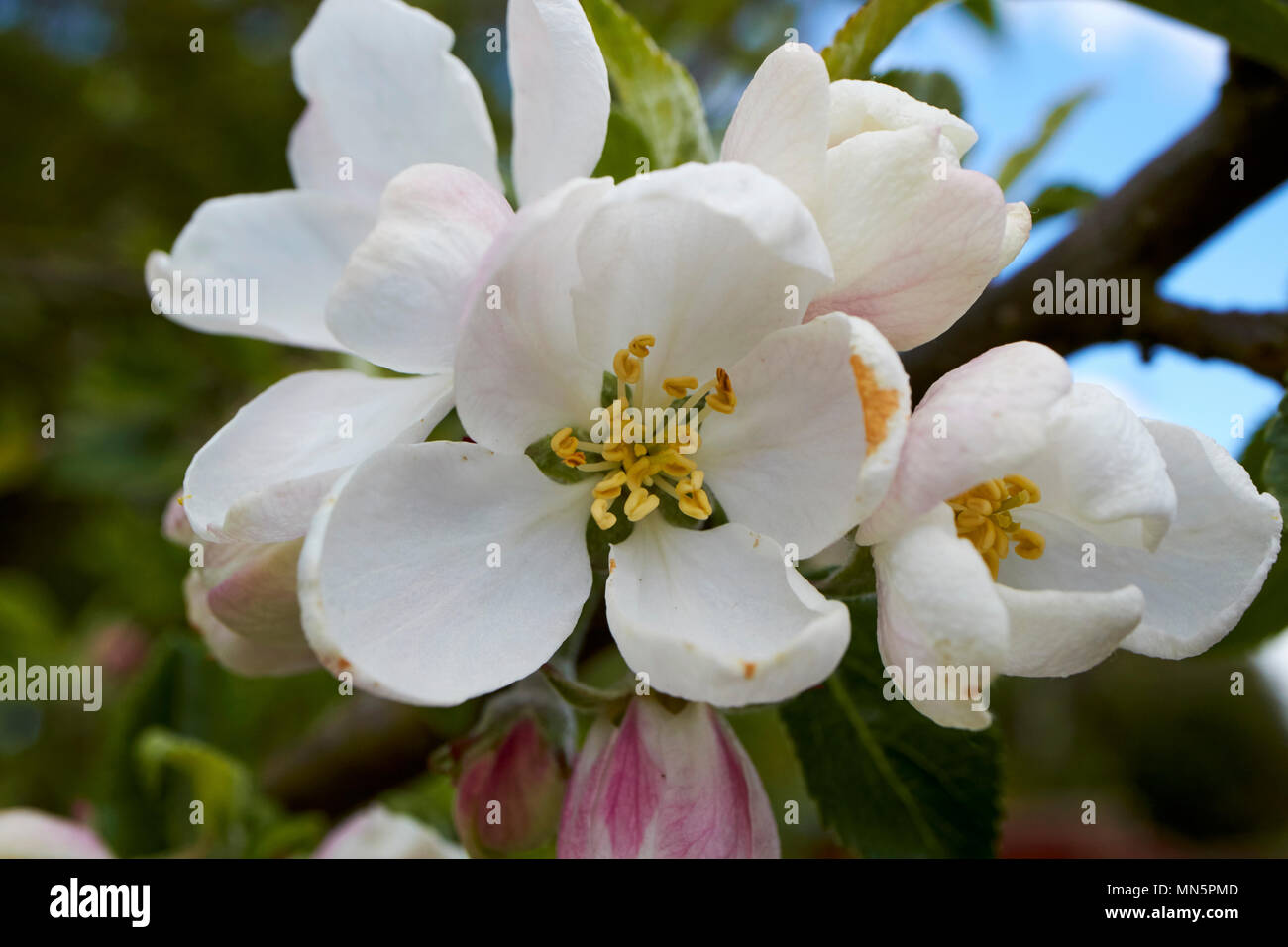 apple blossoms on a domestic apple tree in spring in a garden UK Stock Photo