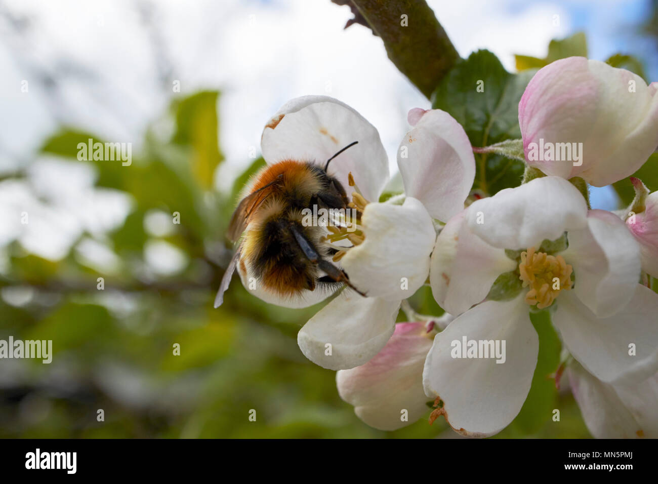 bumblebee pollinating apple blossoms on a domestic apple tree in spring in a garden UK Stock Photo