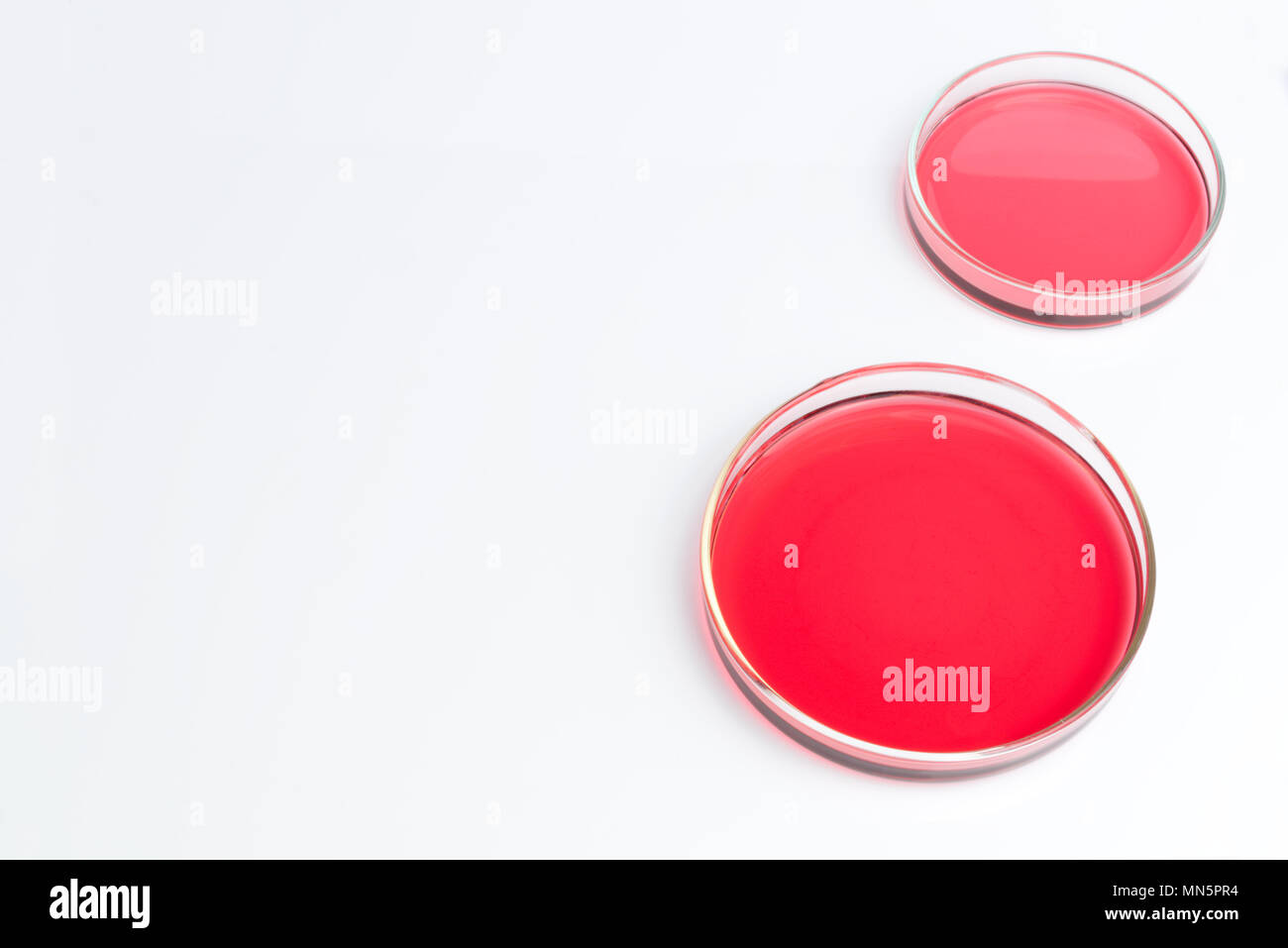 Petri dishes of cobalt chloride solution pink red liquid aqueous isolated on white background. Science scientific concept Stock Photo