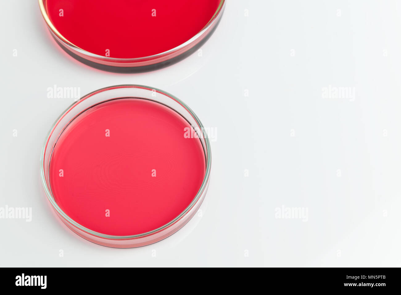 Petri dishes of cobalt chloride solution pink red liquid aqueous isolated on white background. Science scientific concept Stock Photo