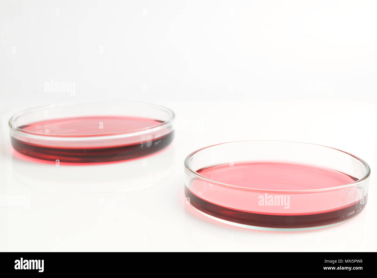 Petri dishes of cobalt chloride solution pink red liquid aqueous isolated on white background. Science scientific concept Stock Photo