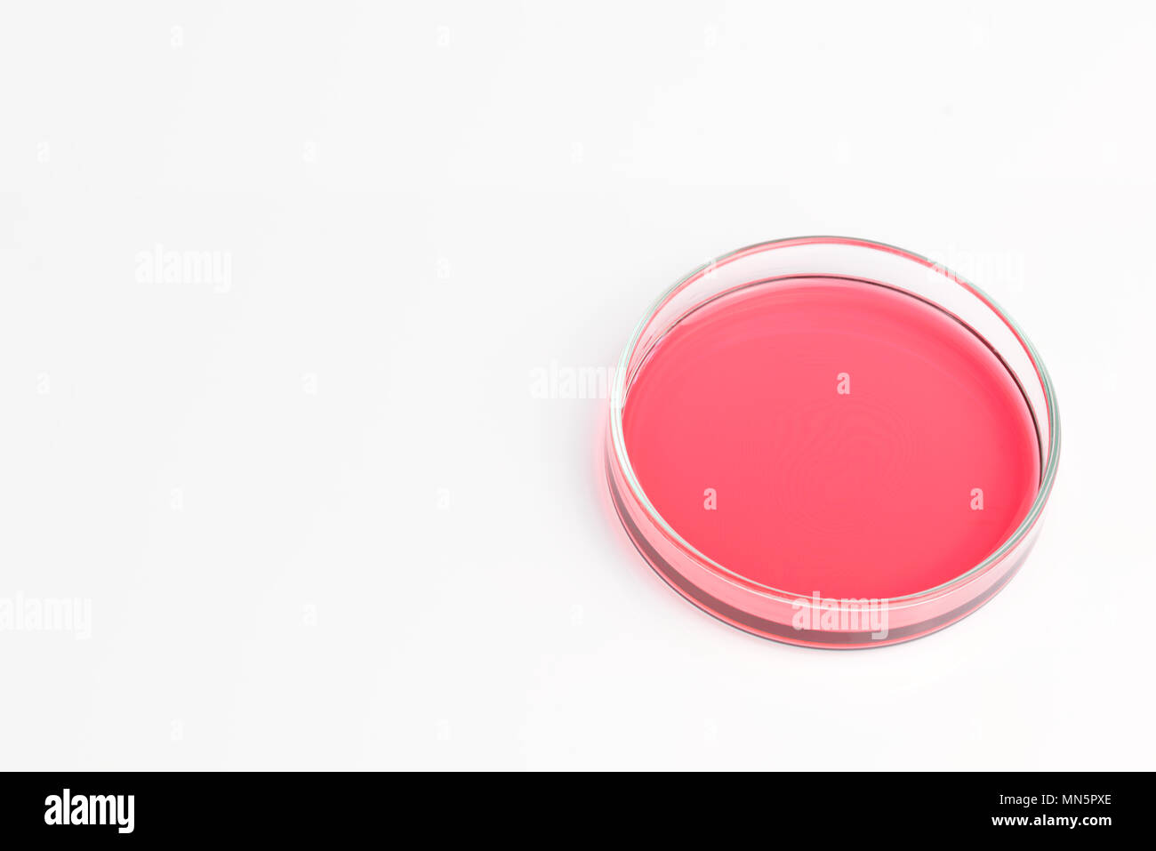 Petri dishes of cobalt chloride solution pink red liquid aqueous isolated on white background. Science scientific concept Stock Photo