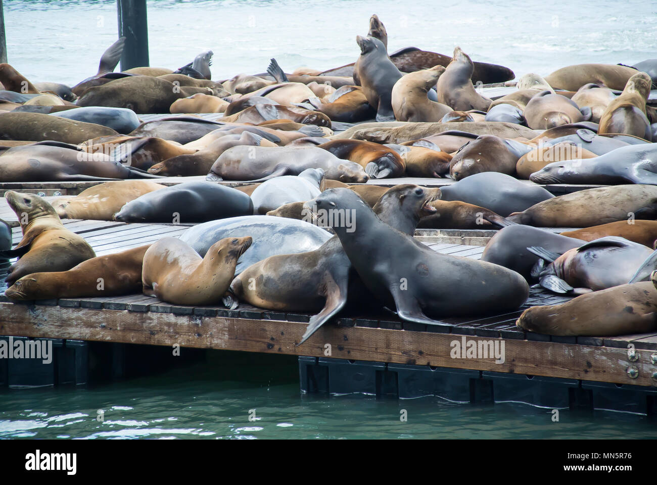 Sea Lions at Rest - Pier 39, San Francisco Stock Photo