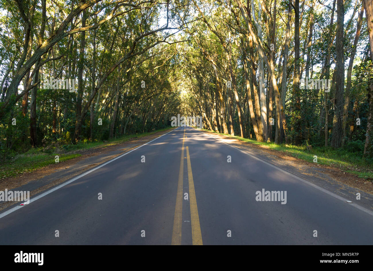 Pinhal Rio Grande do Sul fonte: c8.alamy.com