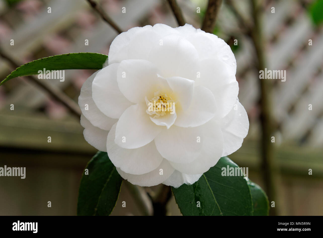 Close up of a white camellia flower blooming in spring, Vancouver, BC, Canada Stock Photo