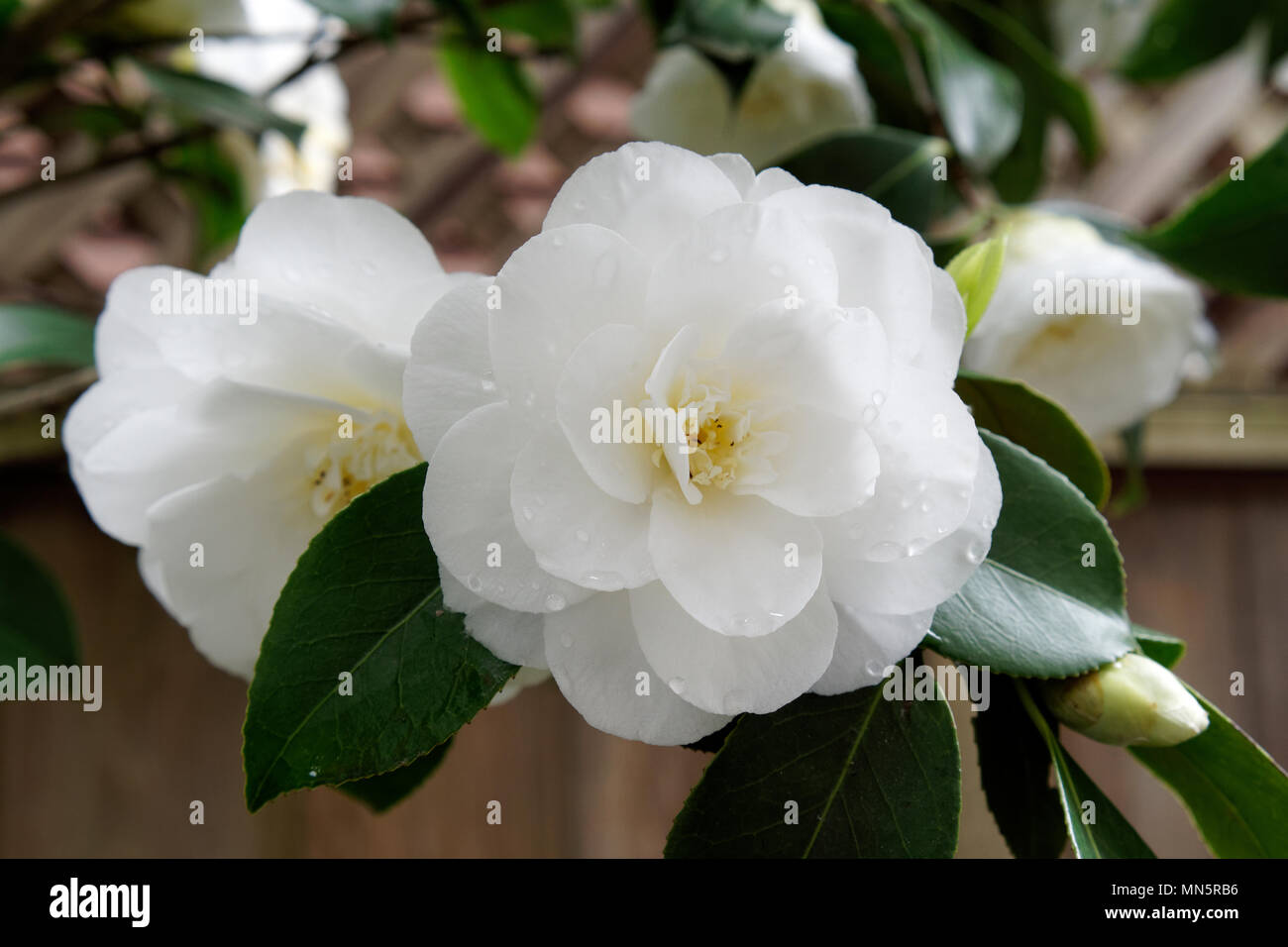 Close up of a white camellia flower blooming in spring, Vancouver, BC, Canada Stock Photo