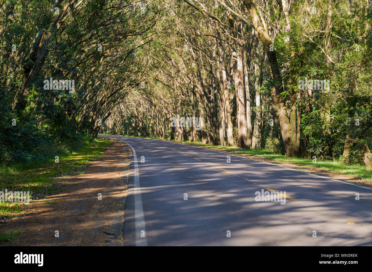 Pinhal Rio Grande do Sul fonte: c8.alamy.com
