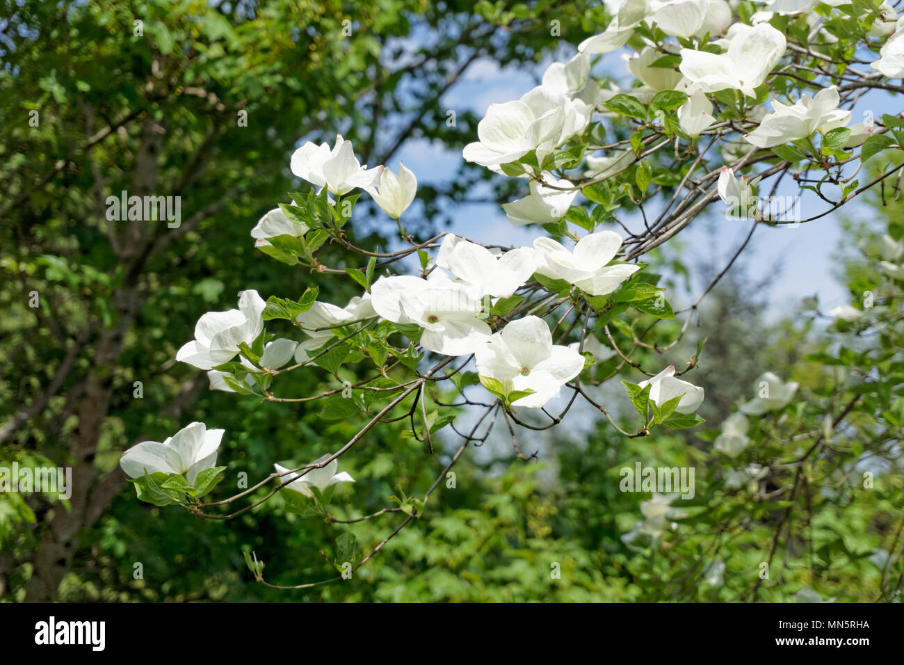 Close Up Of Western Flowering Dogwood Or Pacific Dogwood Tree Branch With White Flowers In Spring Vancouver Bc Canada Stock Photo Alamy