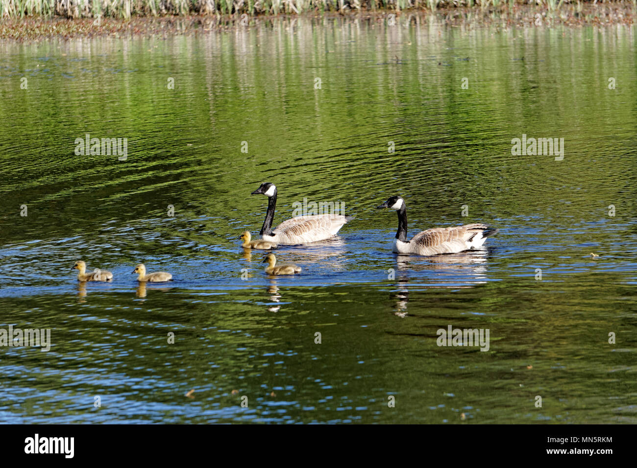 pair-of-canada-geese-with-goslings-swimm