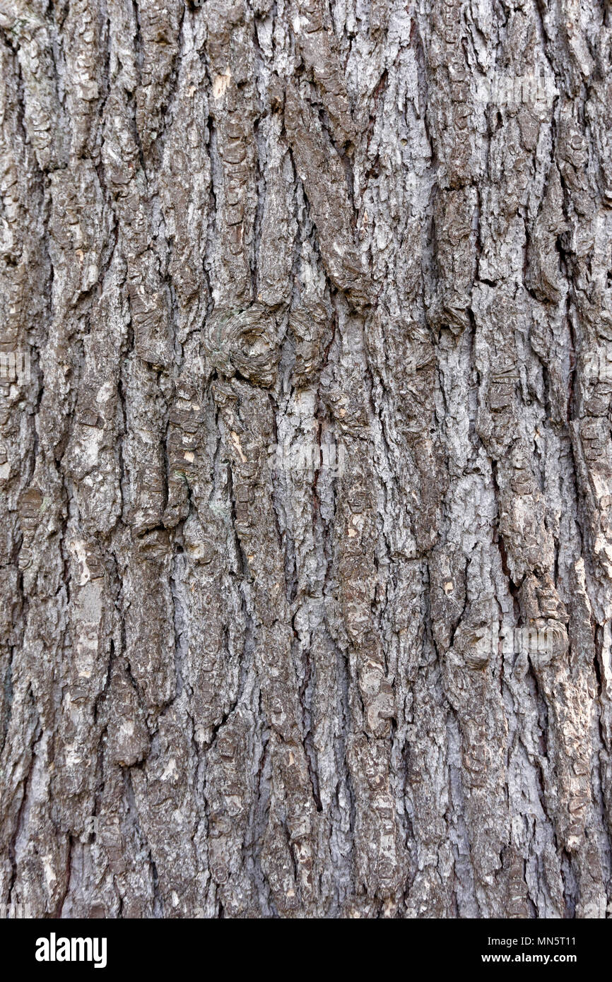 Close up of the bark of a mature Himalayan cedar or deodar cedar (Cedrus deodara) tree, Vancouver, BC, Canada Stock Photo
