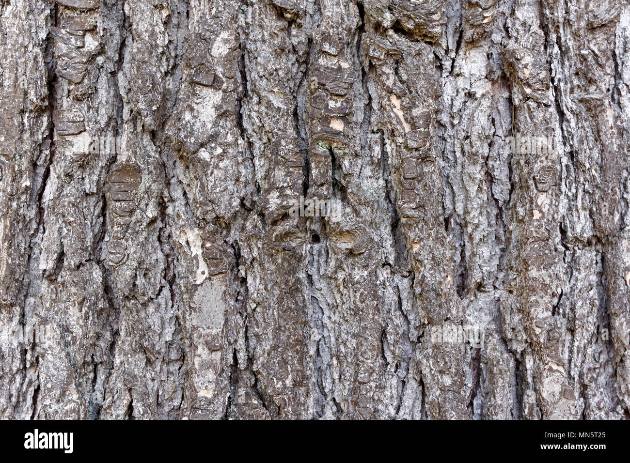 Close up of the bark of a mature Himalayan cedar or deodar cedar (Cedrus deodara) tree, Vancouver, BC, Canada Stock Photo