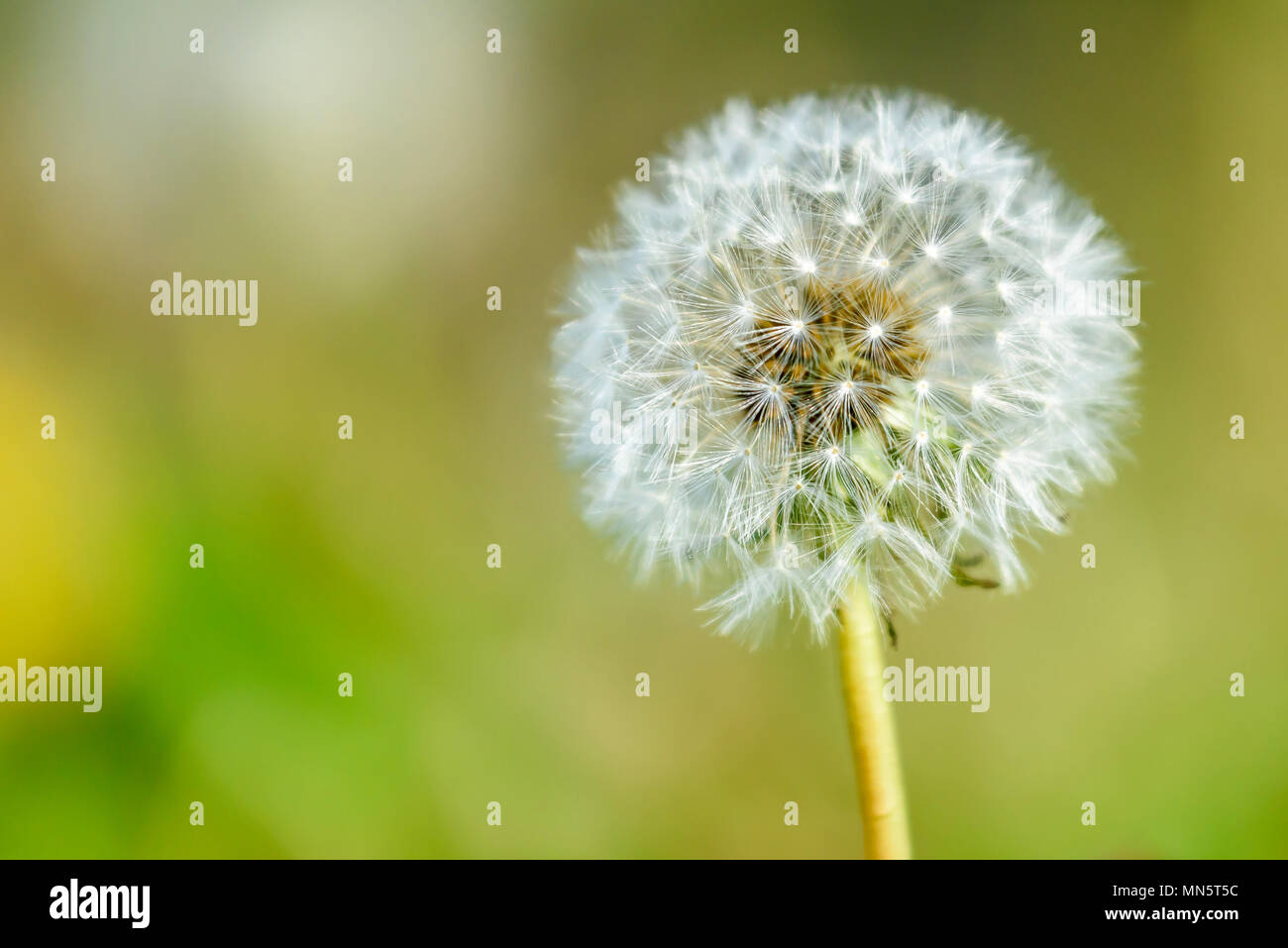 Dandelion seed head isolated Stock Photo
