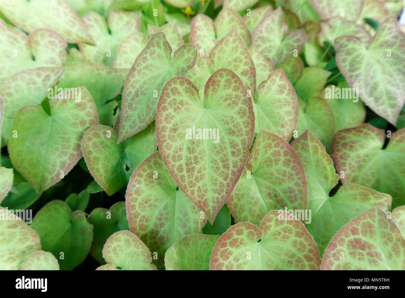 Close up of an epimedium plant (Botrytis paeoniae) with heart-shaped red and green leaves in spring, Vancouver, BC, Canada Stock Photo