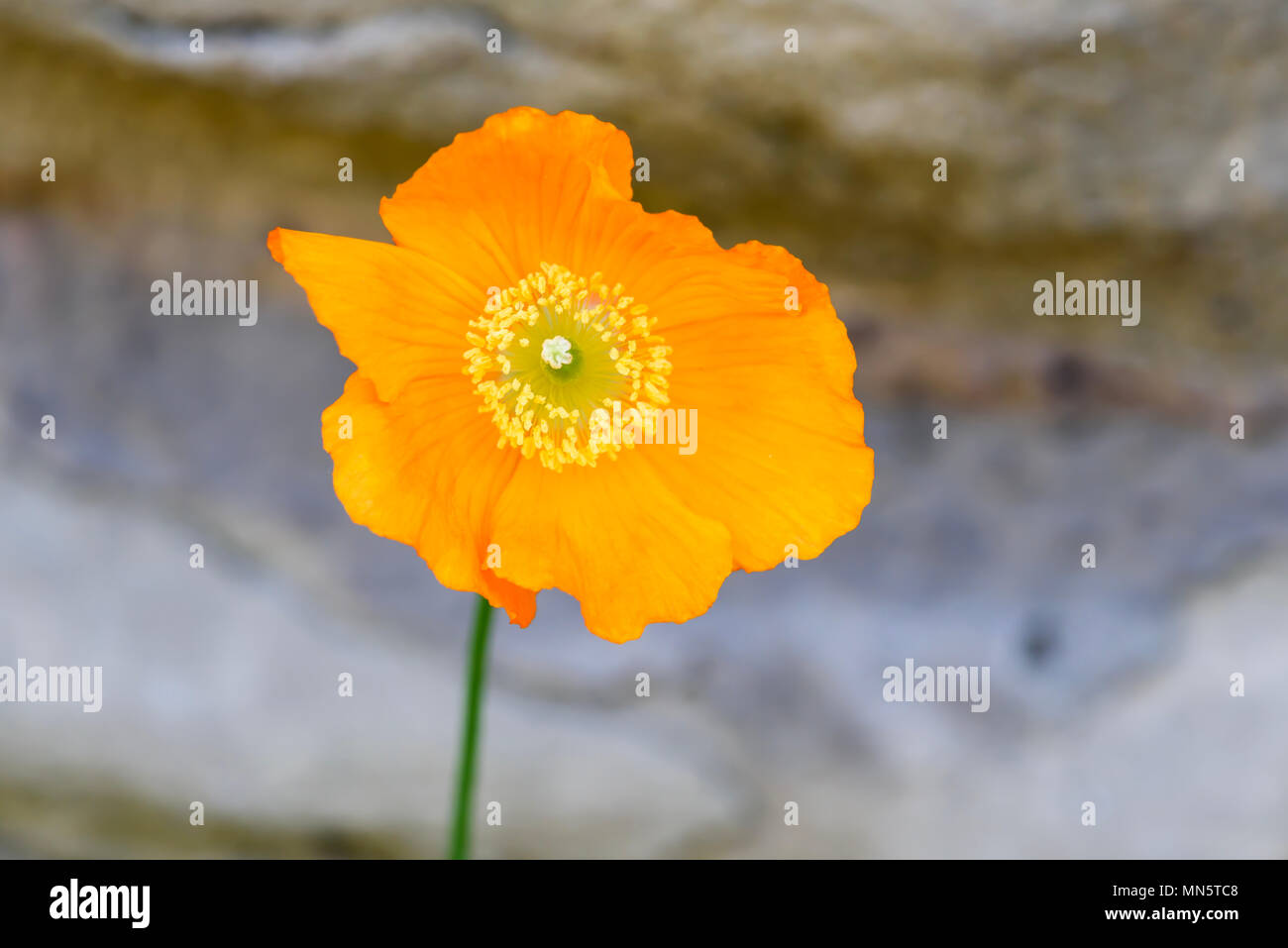 English wild flower hi-res stock photography and images - Alamy