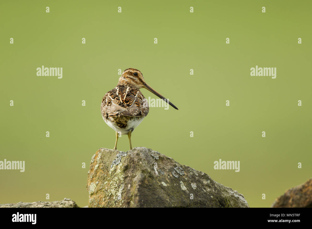 Common snipe, Latin name Gallinago gallinago, standing on a stone wall, rear view with head turned showing plumage details and length of beak. Stock Photo