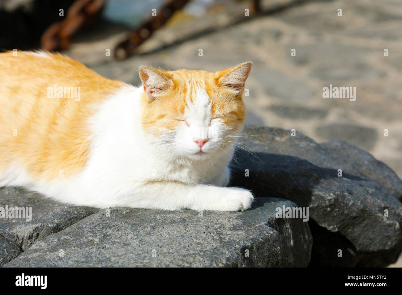 Cute cat with closed eyes take a nap lazy on Lanzarote black stones Stock Photo