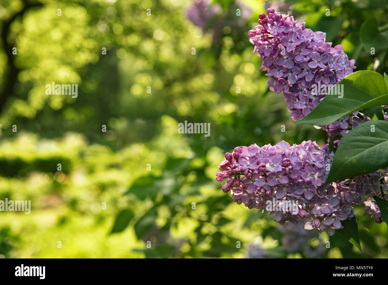 Floral summer or spring greeting card background with lilac flowers at foreground and beautiful golden and green bokeh at background. Selective focus. Stock Photo