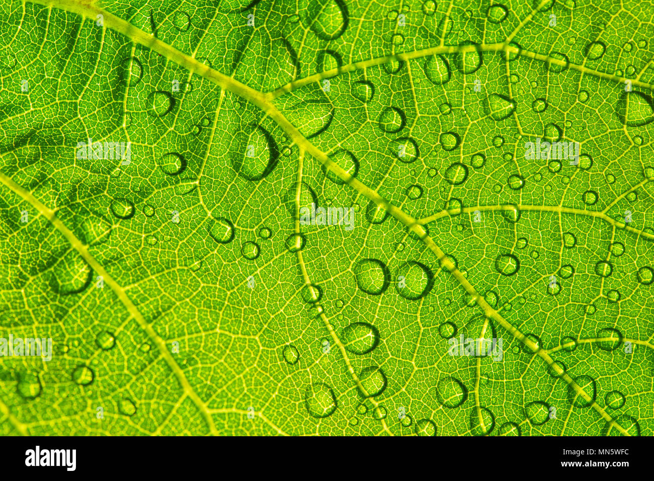 Water drops on fresh green leaf textur background Stock Photo