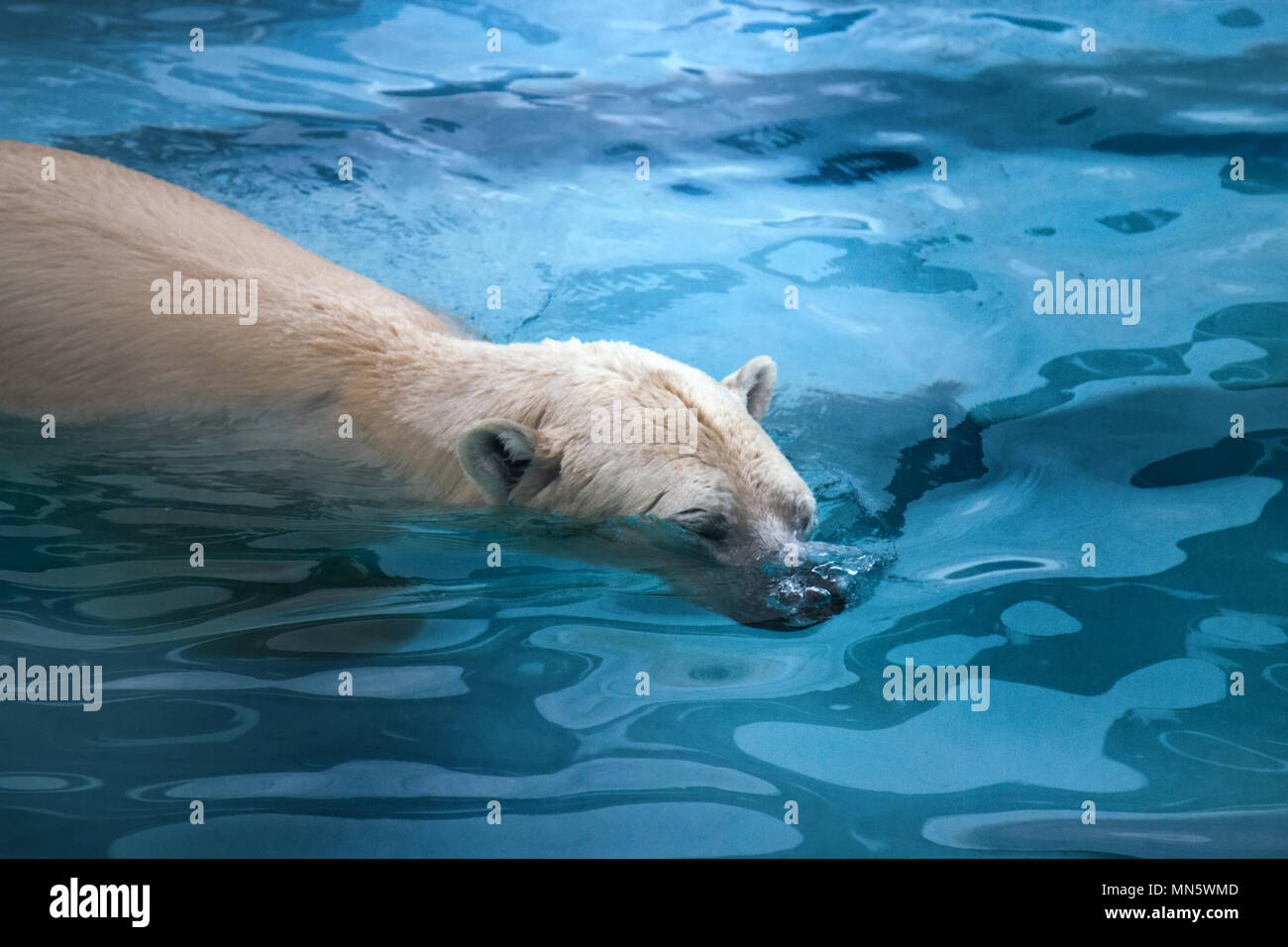 Polar bear in water. This bear can swim in water with temperature zero or  minus two degrees (Arctic ocean) hundreds of miles without rest (sea-bear  Th Stock Photo - Alamy