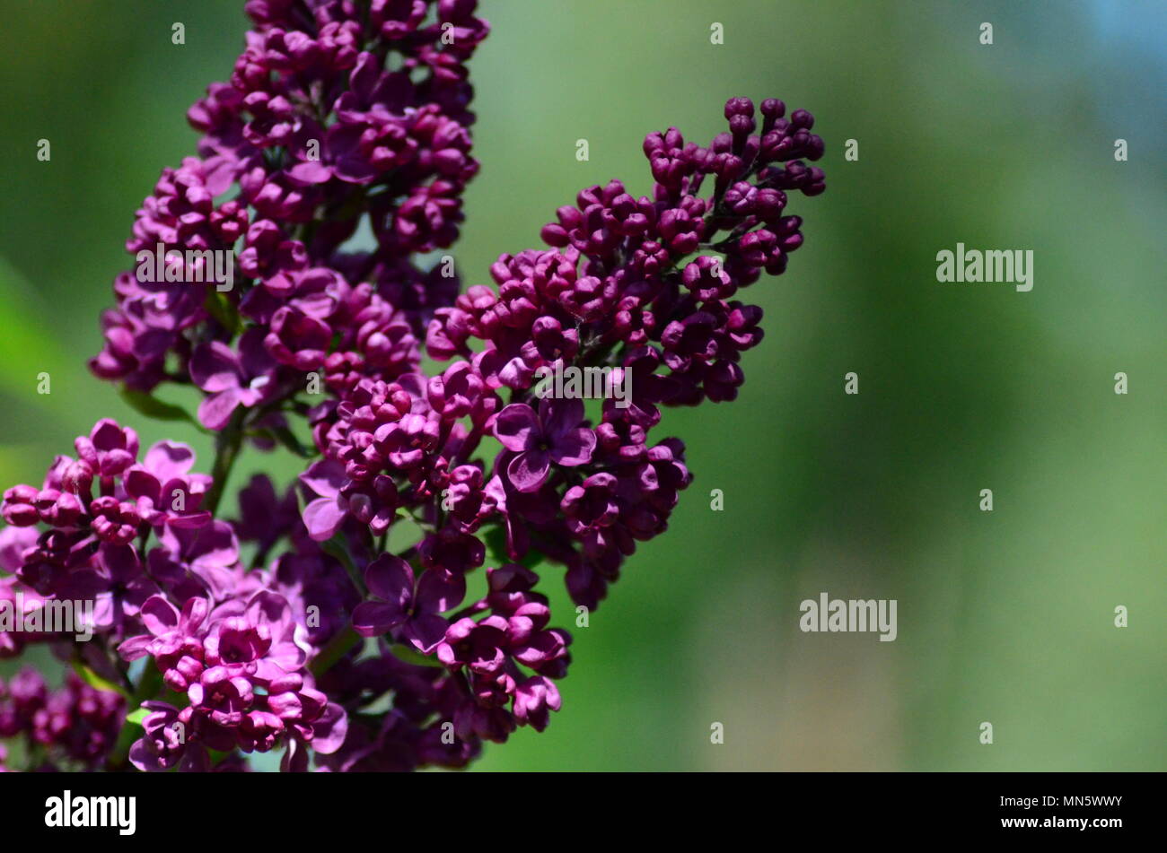 Purple lilac plant flowers Stock Photo - Alamy