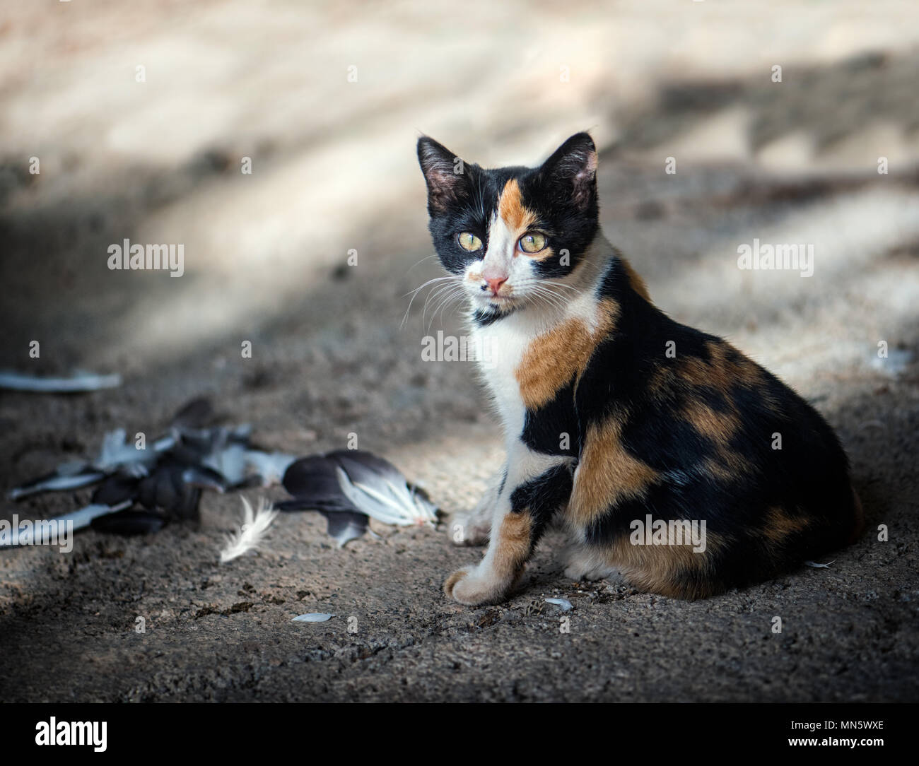 little cute cat looking at the camera next to lying feathers from pigeons Stock Photo