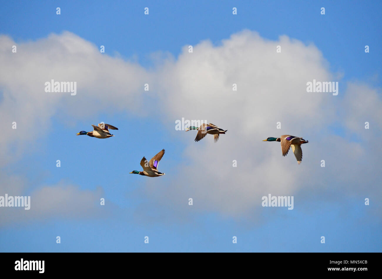 Mallard ducks in flight hires stock photography and images Alamy